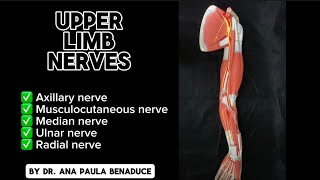 Dr Benaduce Upper Limb Nerves [upl. by Ho192]