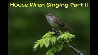 House Wren Singing Part II [upl. by Nnahsal294]