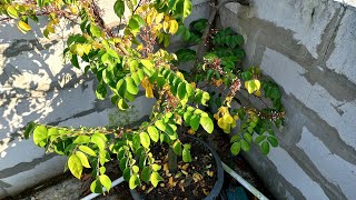 Cara Menanam Belimbing di Rumah dalam Pot Agar Cepat Berbuah How to grow star fruit in container [upl. by Auhsaj]