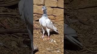 lado song youtubeshorts shortvideo pigeons [upl. by Romano]