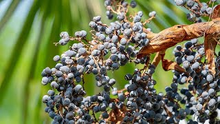 Germinating Trachycarpus wagnerianus x princeps seeds [upl. by Yentihw]