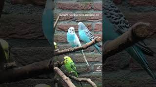 parkieten budgies grasparkieten birdsounds parakeets budgerigar [upl. by Henriha]