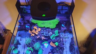 Red Sea MAX NANO Reef Tank  my AI PRIME HD schedule [upl. by Julieta]