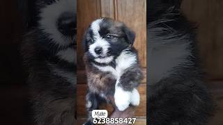 Heavy quality Lhasa apso baby 6238858427 KOTTAYAM athirampuzha 4500 rait [upl. by Aihtnys]