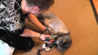 shaving maine coon [upl. by Randi]