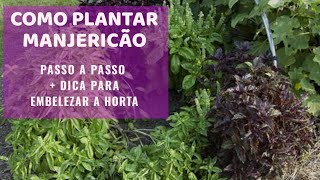 Como plantar manjericão como germinar e fazer canteiro [upl. by Benzel78]