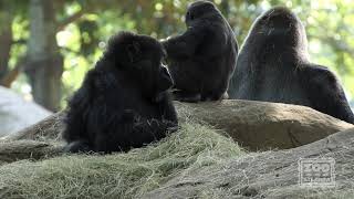 Western Lowland Gorilla Born at Zoo Atlanta [upl. by Anihc]