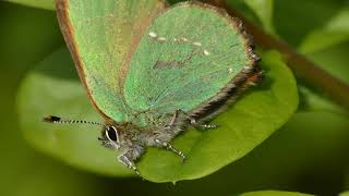 Green Hairstreak butterfly Callophrys rubi 4K  No commentary [upl. by Paulson]