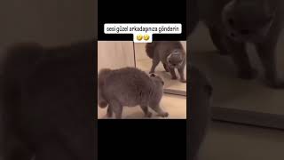 Shakira funny edits😂 shorts trend shakira cats funny funnyvideo music edit short trending [upl. by Niobe27]