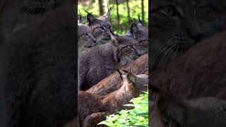 Fascinating Facts About the Elusive Lynx Cat short shorts [upl. by Fran]