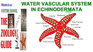 Zoology Notes Water Vascular System in Echinodermata [upl. by Diandra]