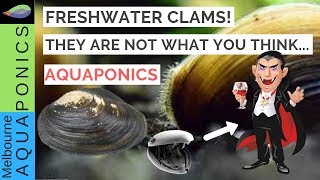 The truth about freshwater clams mussels [upl. by Aihsak]