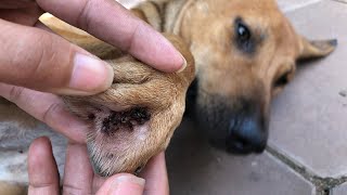 Help Remove Millions Of Ticks From Poor Dog😱 [upl. by Kimble24]