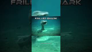 Frilled Shark shots facts sciencofacts nature animals shark [upl. by Ayidan]