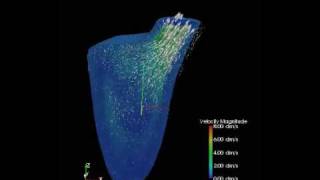 Simulation of blood flow in human heart model [upl. by East]