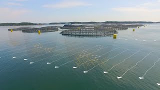 The Future of Ocean Farming Innovations in Aquaculture [upl. by Rimaj856]