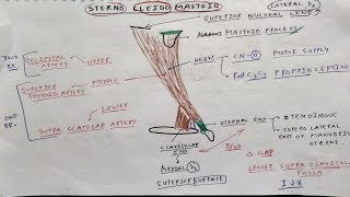 Sterno Cleido Mastoid Muscle Anatomy  TCML [upl. by Assena]