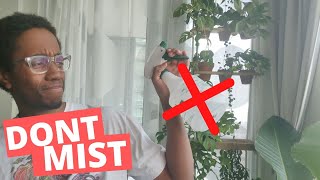 Why I stopped misting plants  How to actually increase humidity [upl. by Ahsenhoj35]