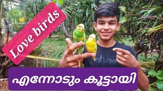 love birds നെ ഇണക്കിയാലോ  How to train love birds Malayalam🦜🦜 kids world malayalam [upl. by Kailey]