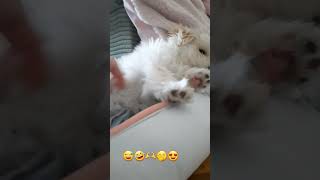 maltipoo pets tiktoktrends [upl. by Cressida349]