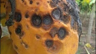 Que aplicar contra antracnosis en cultivo de papaya 💀🍄📊 [upl. by Otrebide]