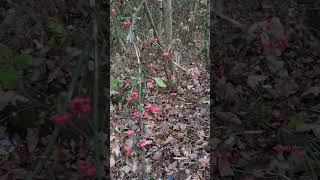 Spindle tree in flower Sankey canal [upl. by Oakes]