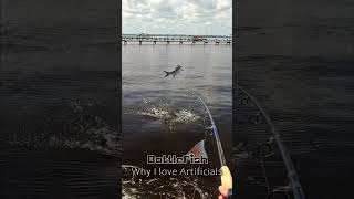 Epic Tarpon Topwater Hit fishing stjohnsriver tarpon [upl. by Parthinia]