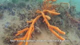 Nightcliff Island Dive on Development Site  Darwin NT Australia [upl. by Naghem277]