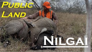 Big Nilgai Bull  DIY Public Land  American Safari Ep 2 [upl. by Ednalrym]