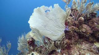 13 Beautiful Plants on Edge of the Wall Grouper 2min Gibsons Bight Roatan Honduras [upl. by Guinevere]