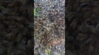 Bees honey food life plants environmen swarm [upl. by Best]