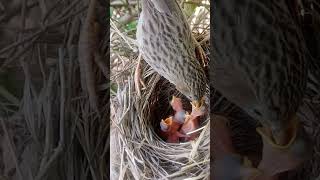 bird feeding slow motionshorts [upl. by Kentigerma889]