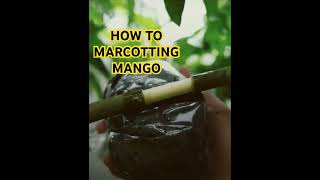 HOW TO MARCOTTING MANGO [upl. by Sykes102]