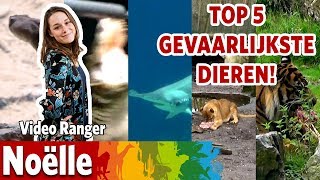 De 5 gevaarlijkste dieren van Burgers Zoo [upl. by Martreb]