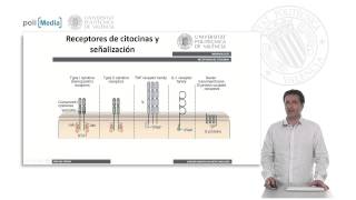 Receptores de Citocinas Transducción de Señales  818  UPV [upl. by Brittni]