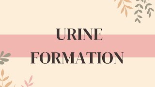 URINE FORMATION  NOTES  PHYSIOLOGY  MBBS  BAMS  BHMS  BDS [upl. by Eirrok]