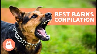 The Best Videos of DOGS BARKING 🐶🐾 BARKING of Angry Happy and Funny DOGS [upl. by Anayet431]