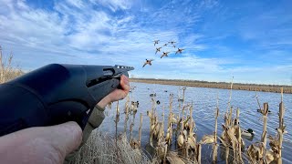 This FLOODED CORN field was STACKED with DUCKS BANDED MALLARD [upl. by Nirre]