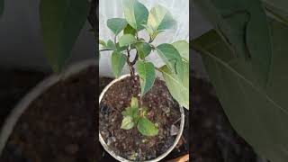 Datura PhoolDudura FulaJimsonweed Flower Plant in Pot growing well datura bholenath 800subs [upl. by Araes]