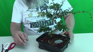 Now I Have a Bonsai Tree What Do I Do Next [upl. by Batory720]