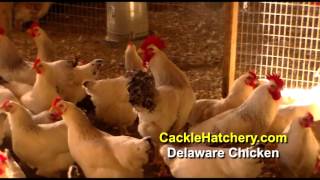 Delaware Chicken Breed Breeder Flock Chicks for Sale  Cackle Hatchery [upl. by Allerus]