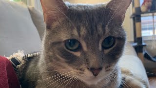 Did you miss this cute cat moment kittytime cutecat kittey cuteanimal catvideos catlover [upl. by Ettelracs232]