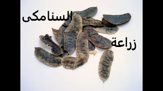 سنامكى سنا طرق تكاثر والاستنساخ وفوائد طبية ورعاية Cassia acutifolia حلقة 278 [upl. by Neirual280]