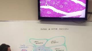 Anexos do Sistema Digestório  Pâncreas [upl. by Marentic629]