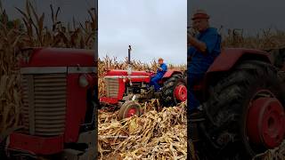 MASSEY FERGUSON Super 90 Tractor Picking Corn bigtractorpower masseyferguson tractor agco [upl. by Thacher]