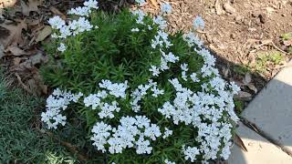 Candytuft Iberis sempervirens  Plant Identification [upl. by Enaid515]