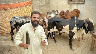 Bakra eid first day vlog 🐂 [upl. by Leuams]