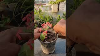 Propagate ixora flower plant ke cutting with aloevera [upl. by Attaymik]