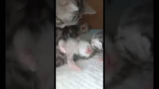 cute baby cat ❤️ shorts cats funny video 1 [upl. by Sherourd]