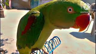 Amazing Talking Parrot Says AllaHoo and Asalam o Alikum talkingparrot 💥YouTube🌹💥🌹baloch g 751 [upl. by Aninaj]